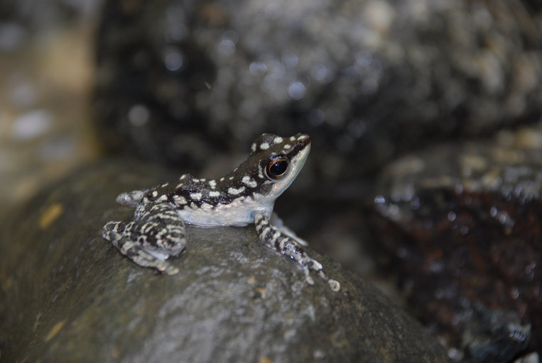 BadassFrogs's tweet photo. Badass Frog #336 - Staurois natator (Ranidae)
Common Name: Rock Frog

Image by ©2009 Pierre Fidenci https://t.co/DNQ3cZdbpD