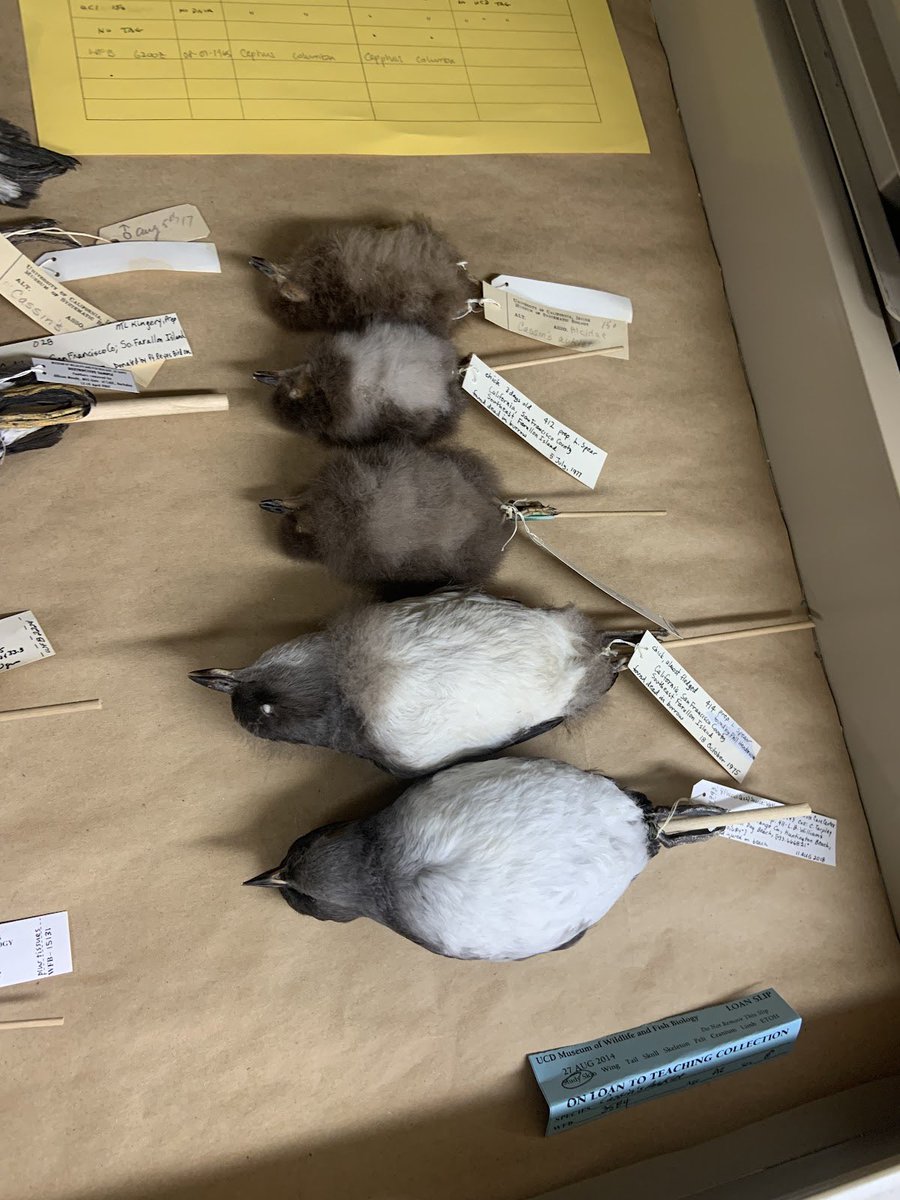 BioDivDay's tweet image. The MWFB is like a library: The shelves are the bookcases, the specimens are the books, and the tags on each animal are the pages. The tag has the story of that specimen, where it came from and how it got to the MWFB, and some other observations about its life. #UCDavis