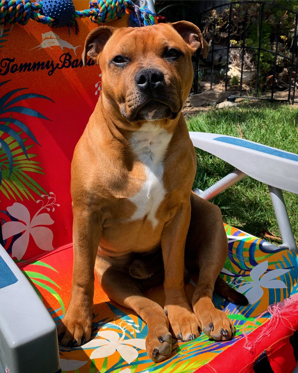 MyStaffords's tweet photo. Look at Bruce!🥰🐾All leg.

#staffordshirebullterrier #ejedpups #housejudael #6monthsplus https://t.co/5kEGjECufI