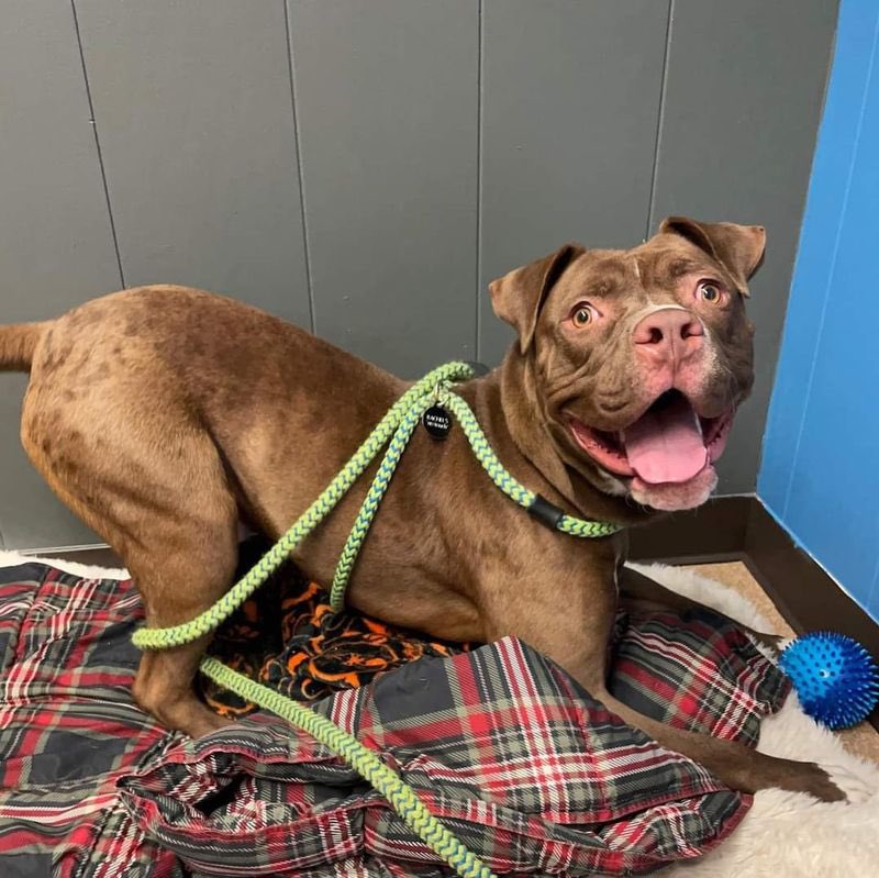 A cop in Michigan was arrested for torturing and killing his service dog, Habs. Deputy Jacob Wilkinson wrapped Habs in duct tape before shooting the poor dog 3 times and dumping the body in a ditch. He faces one felony count of second-degree torturing or killing of an animal.
