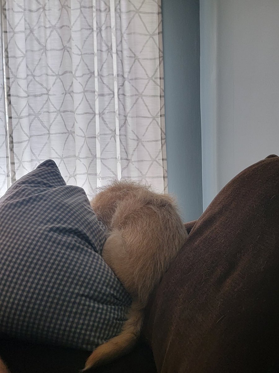 RTD1326's tweet photo. Wanna know how bad that Chris Angel opening for Rd 2 or the NFL draft was? @ThaLastGeorge has a wonderful dog named Miss Elizabeth and she adores television entertainment.. she couldn’t even watch https://t.co/GTNW6dgUkr