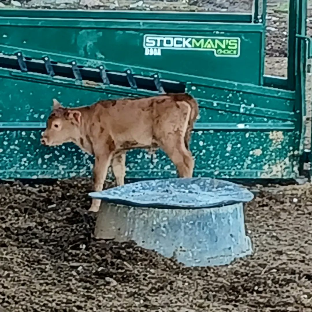 white_edna's tweet photo. Earlier today we welcomed Mischief's little heifer Meringue https://t.co/RxoG3nDiuG