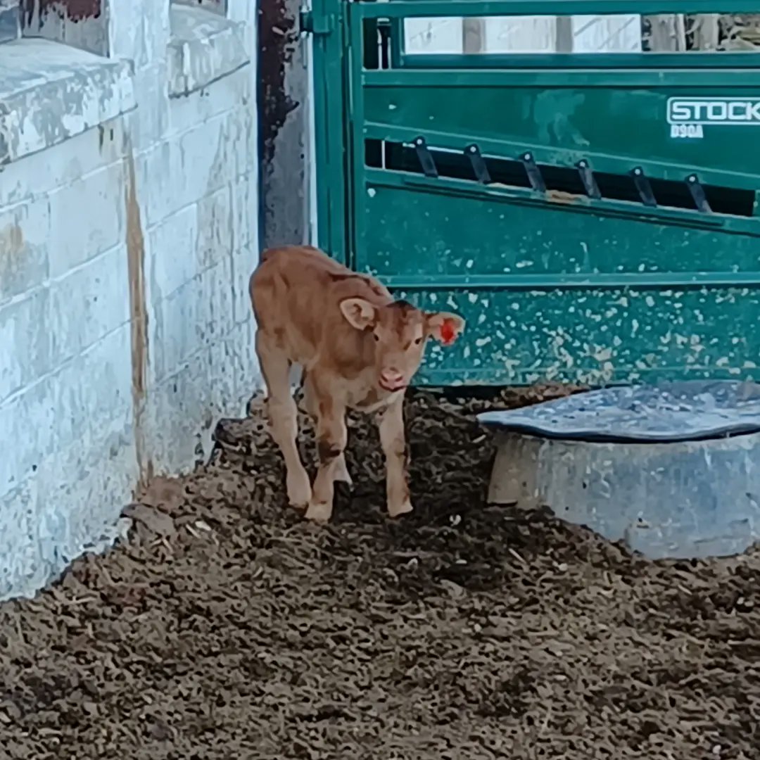 emac1963's tweet photo. Earlier today we welcomed Mischief's little heifer Meringue https://t.co/HCuCB8uVN6