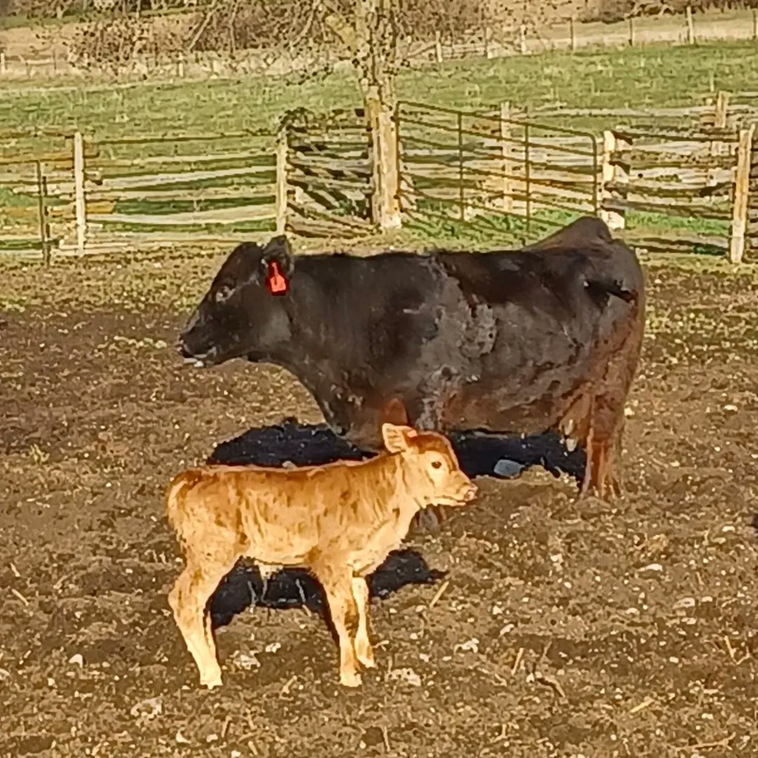 emac1963's tweet photo. Earlier today we welcomed Mischief's little heifer Meringue https://t.co/HCuCB8uVN6