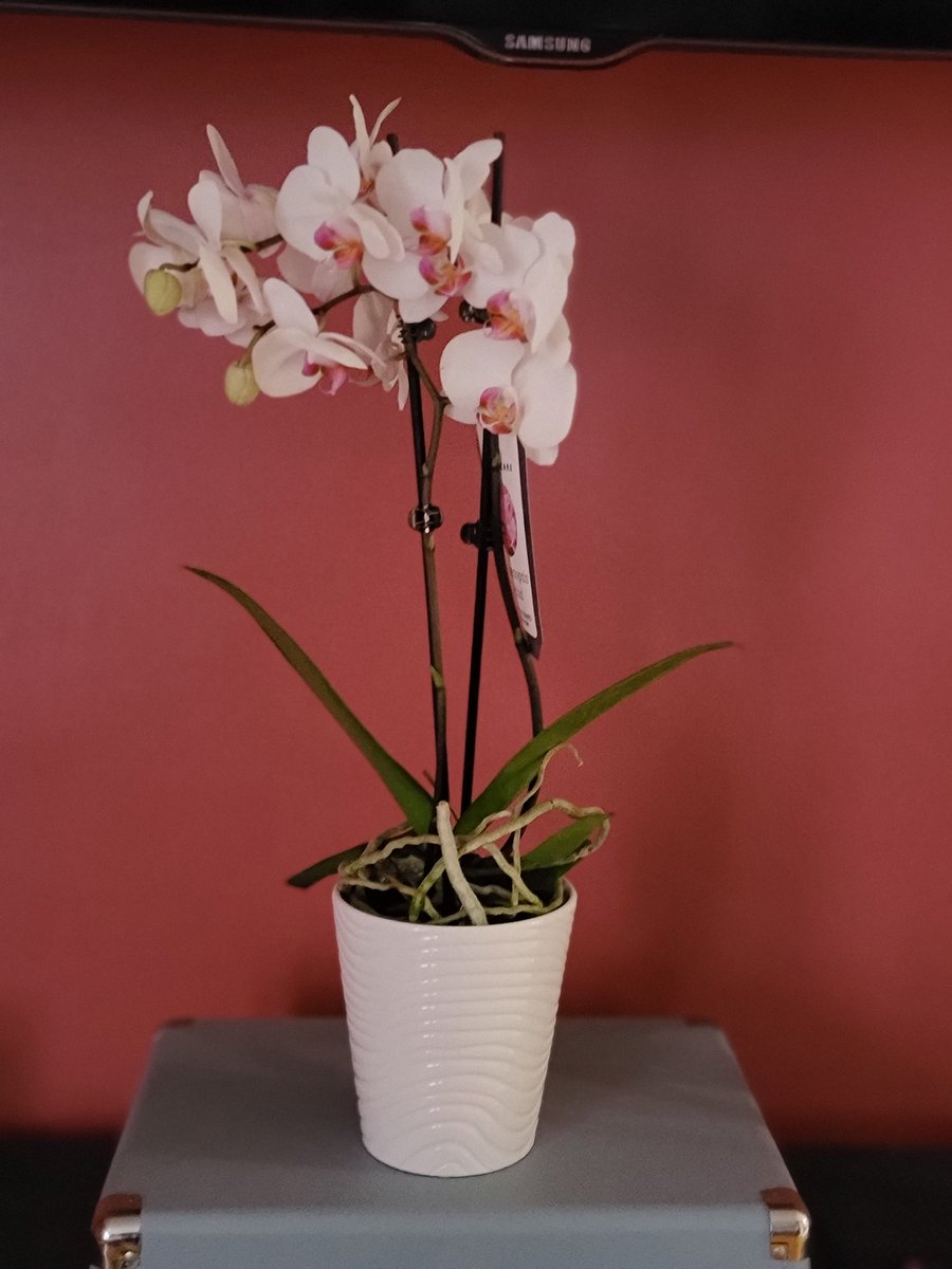 ClassedByMyself's tweet photo. Lil fella: what's your favorite flower

Me: Orchids

Lil fella: https://t.co/xcnjz2Ec2z