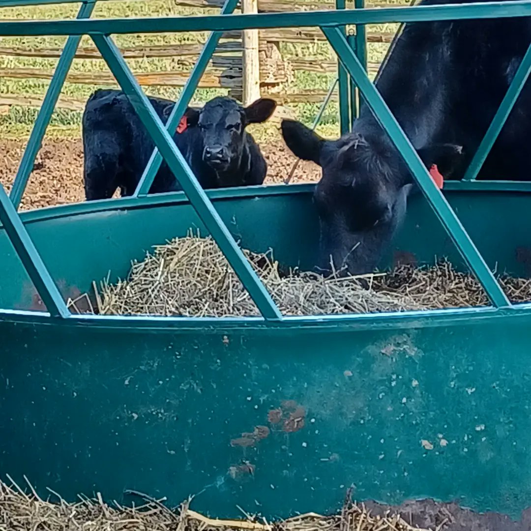 emac1963's tweet photo. Baby Sable and Baby Sammach https://t.co/dFz5ZGEzj0