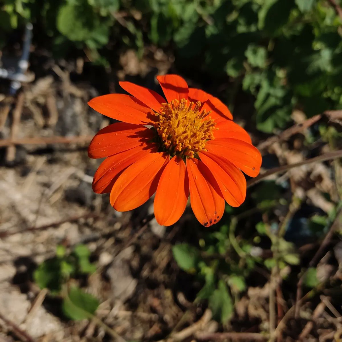 Un_expectedArt's tweet photo. @Wolf_Ram_Art My focus its on the beautiful things surrounding me https://t.co/0eV4GyZZgI