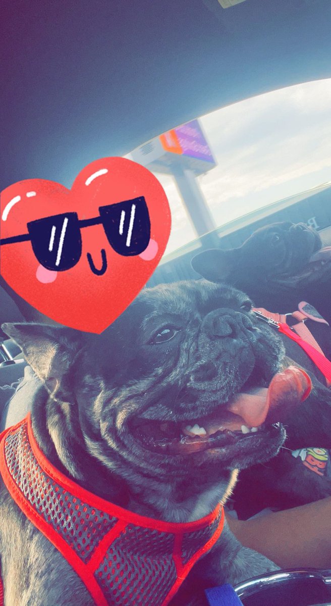 HalftimeMerle's tweet image. Nice lil car ride always get them together and prepared for a goodnight sleep ❤️🥰😏#frenchbulldog #DogsofTwittter #frenchielove