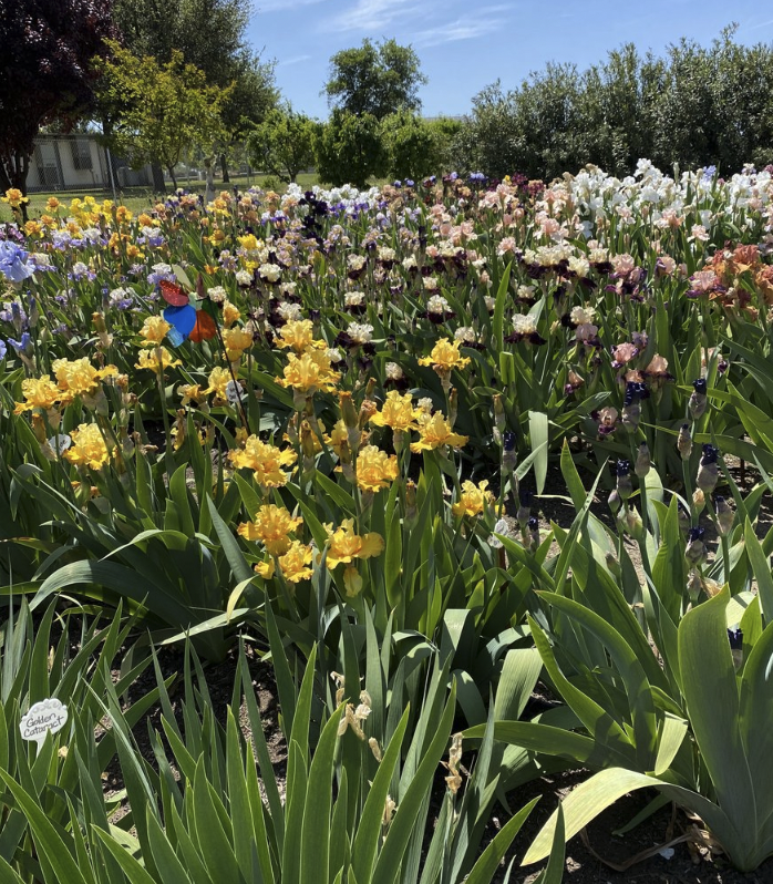 ExploreVGardens's tweet photo. Our next #MeetTheGarden highlight is a special garden right in the heart of Madera Community College. 

The Three Sisters Garden is a Certified Wildlife Habitat with the National Wildlife Federation. Other sections feature perennials, seasonal plantings and colorful foliage. https://t.co/Um8lYzEg0M