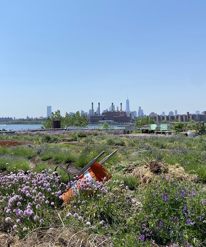 Eagle Street Rooftop Farm tweet media