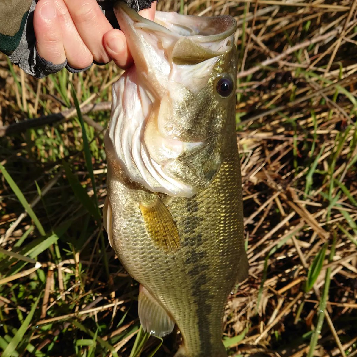 gyogyosuke1006's tweet photo. 寝坊からの朝練🎣
ランディングネットが欲しい!!
メジャー忘れでしたが40後半のパンパンの1尾でした😉
#bassfishing #DAIWA #steezctsvtw700xh #ktfチューン #KAHEN #ダブルボールベアリング #sawamura #karil #TIEMCO #fenwick #aces62clp #dexsam #ライフジャケット着用 #DF2207 https://t.co/qCssfDtyZi