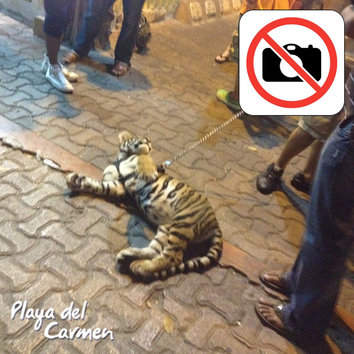 Explotación animal en el @CaribeMexicano. 🐾🐆🐒🦜
Los 7 lugares que NO debes visitar, donde lucran y explotan especies de la vida silvestre. 
👉🏼 Vía Jess Muriel <a href="/activistasqrock/">ACTIVISTASQROCK</a> 
(Guarda este hilo) 🧵