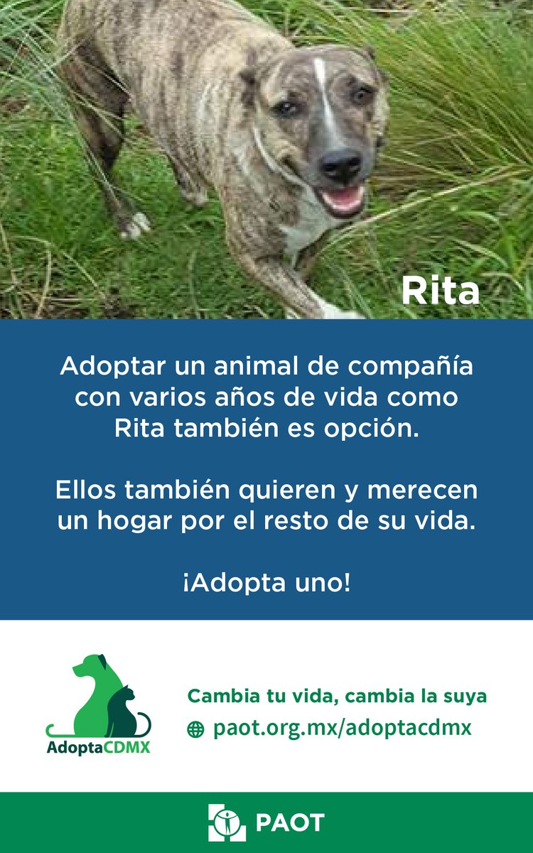 PAOTmx's tweet photo. 💜 #SábadoDePerritosMayores 
¡Comparte!🔄🙏
Adoptar a un animal de compañía con varios años como Rita también es opción. 

Visita 👉https://t.co/6FOBYxPQ9e y usa el filtro de ☑️Más de cuatro años. Hay varios #PerritosDeLaTerceraEdad en espera de un 🏡cariñoso y responsable. https://t.co/GUkRRGmUpn