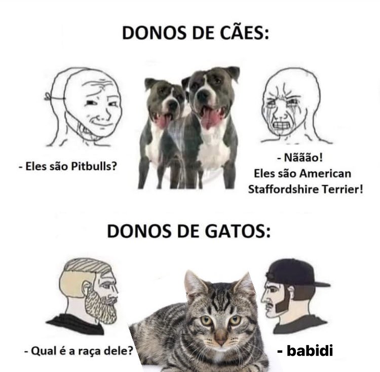 gato bocó tweet media