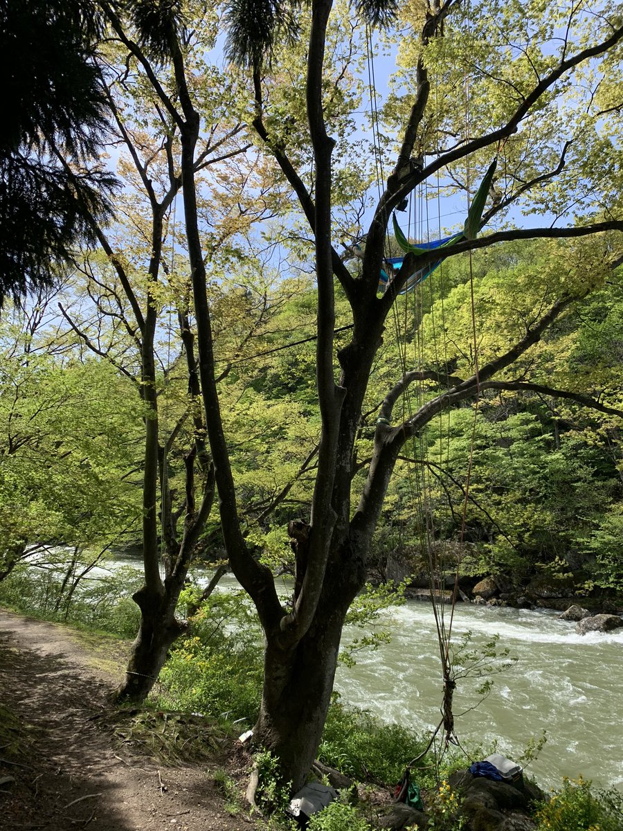 _MonkeyMountain's tweet image. やっと今日のセット完了！
だいぶ時間かかっちゃった…
#ツリーイング #treeing #木のぼりツアー ＃モンキーマウンテン