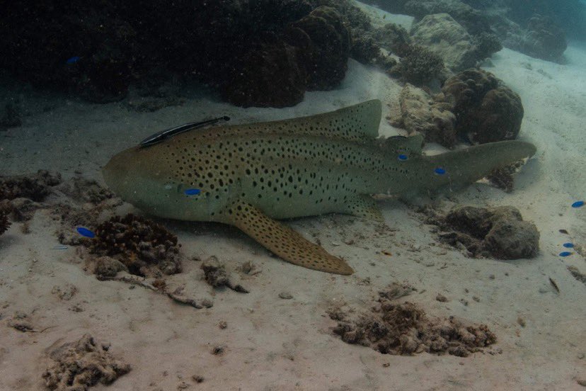 A cool update about the leopard shark collected by <a href="/gooniegoogoo7/">GoonieGooGoo.eth | gggvault.eth</a> - She was sighted again on Wednesday 🙌🏽💛
First photo owned by <a href="/gooniegoogoo7/">GoonieGooGoo.eth | gggvault.eth</a> 
Second image(not taken by me) taken on Wednesday-same shark just 2years later.
Again- thank you for being my first collector!