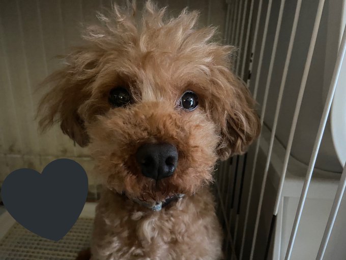 Twitterのコスプレ画像30