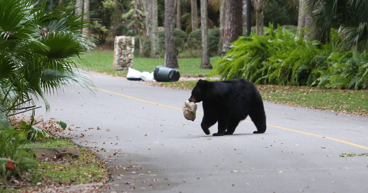 orlandosentinel's tweet photo. Apopka couple films bear chasing them and their dog, video goes viral https://t.co/pdmh9Elkyj https://t.co/5cVdtnZbzh