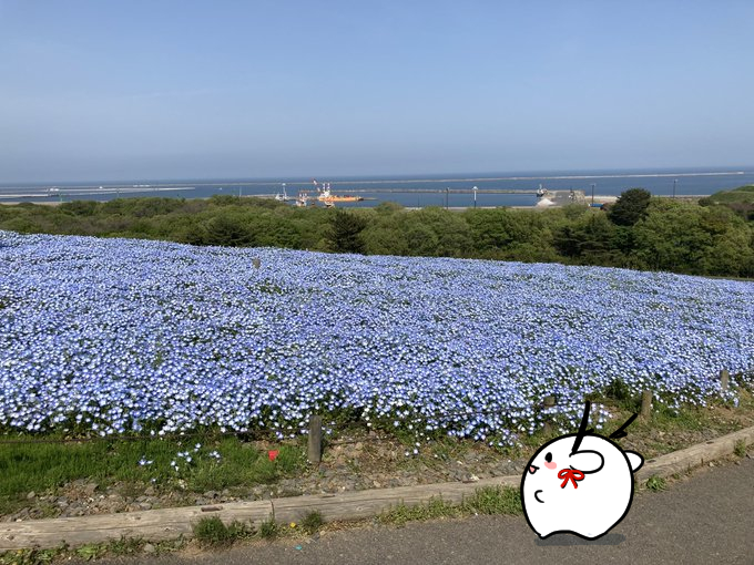 先日ひたち海浜公園でネモフィラを満喫してきました。3年ぶりに行きましたがやはり絶景、今回初めて食べたネモフィラブルーソフトもとてもいいお味でした。あとトンビ飛んでた。