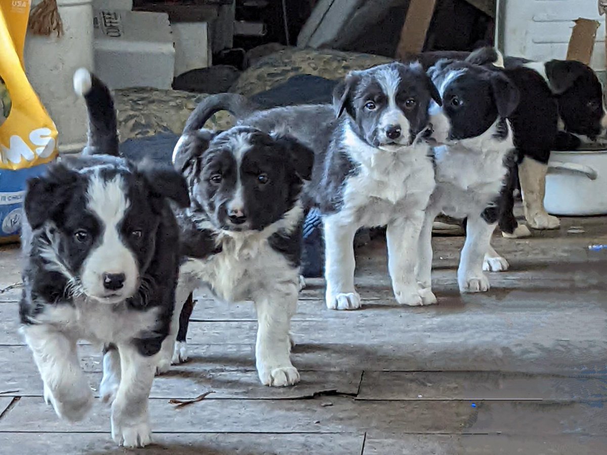 jprhea's tweet photo. 7 border collie puppies at our house! Purebred but not papered. 6 weeks Saturday. All girls! How weird. Mix of short and long hair. Time for new homes! DM if Interested. You know you need one of these cuties! https://t.co/YC0UwxhqDa
