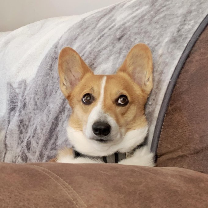 JamSamStore's tweet image. You have WHAT kind of earrings?!?!?! #happyfriday #corgitwitter #corgiearrings

tinyurl.com/2sp4ksws