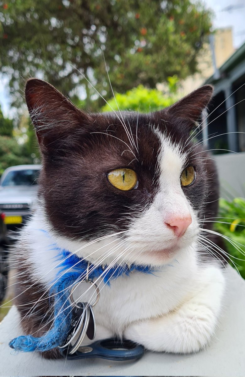 MyInnerWest's tweet photo. Oska the explorer #newtown #catsofsydney https://t.co/RYTOM5BY10