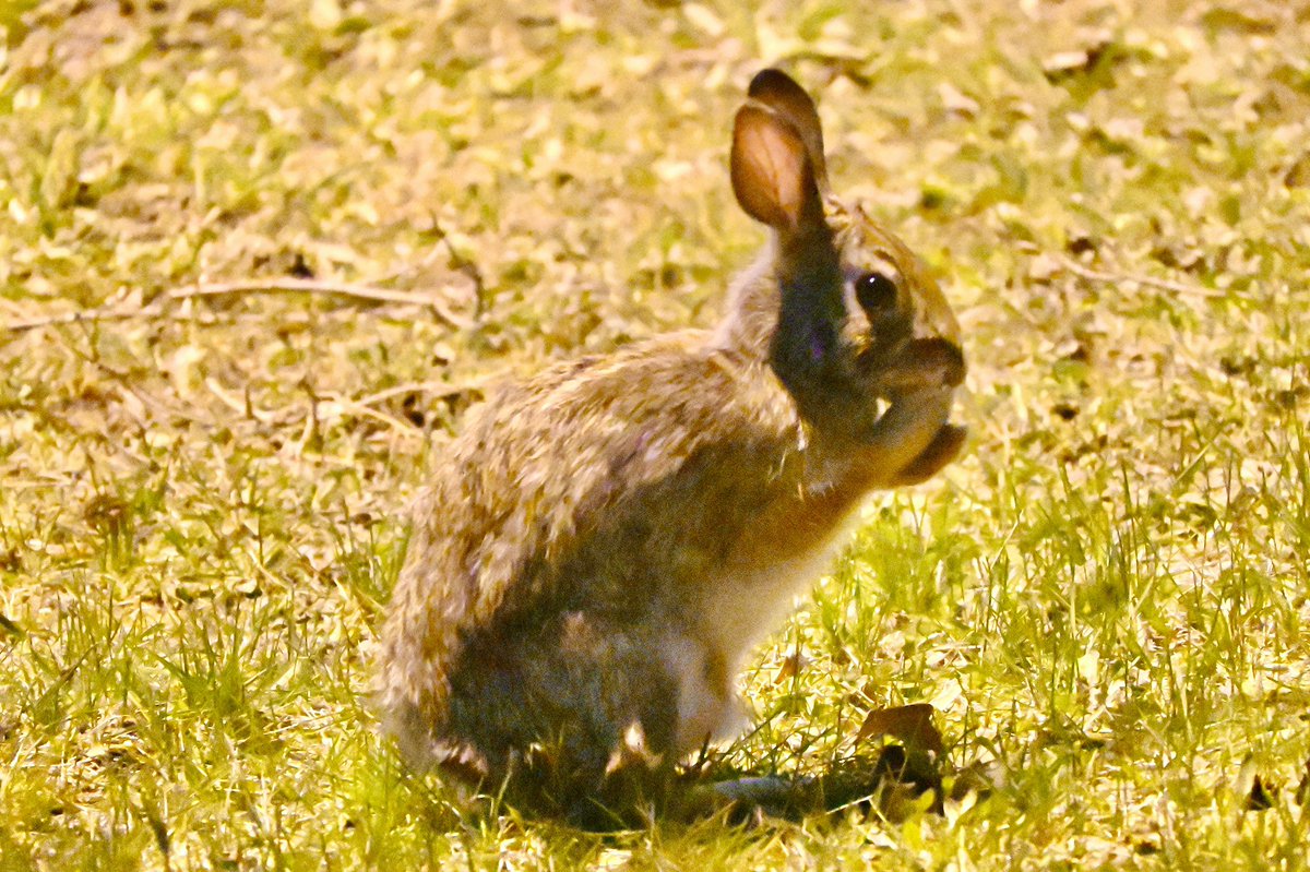 Spring has sprung and Bunnies are back! This is actually a night portrait illuminated by tennis court lights. #bunny #rabbit #easterncottontail #mammology #nature #naturephotography #shotonnikon #zfc #mirrorless #spring #night #richmondhill #ontario #canada