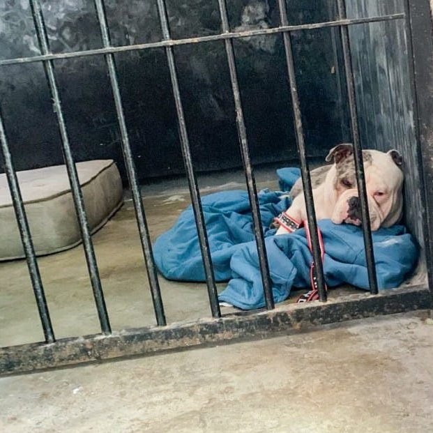 #ACTUALIZACION Aquí está Max, golpeado por #JonelFigueroaZarate, en la Comisaría UV3. Por favor ayúdenme a pedir a <a href="/FiscaliaPeru/">Ministerio Público</a> que acepte entregar su custodia legal temporal a mi organización de defensa animal <a href="/Proy_Libertad/">ProyectoLibertad</a>. NO DEBE IR A UN ALBERGUE, necesita una casa. #RT🙏