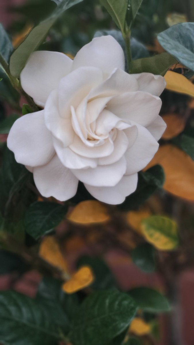 Got a patio Gardenia and it bloomed today♡