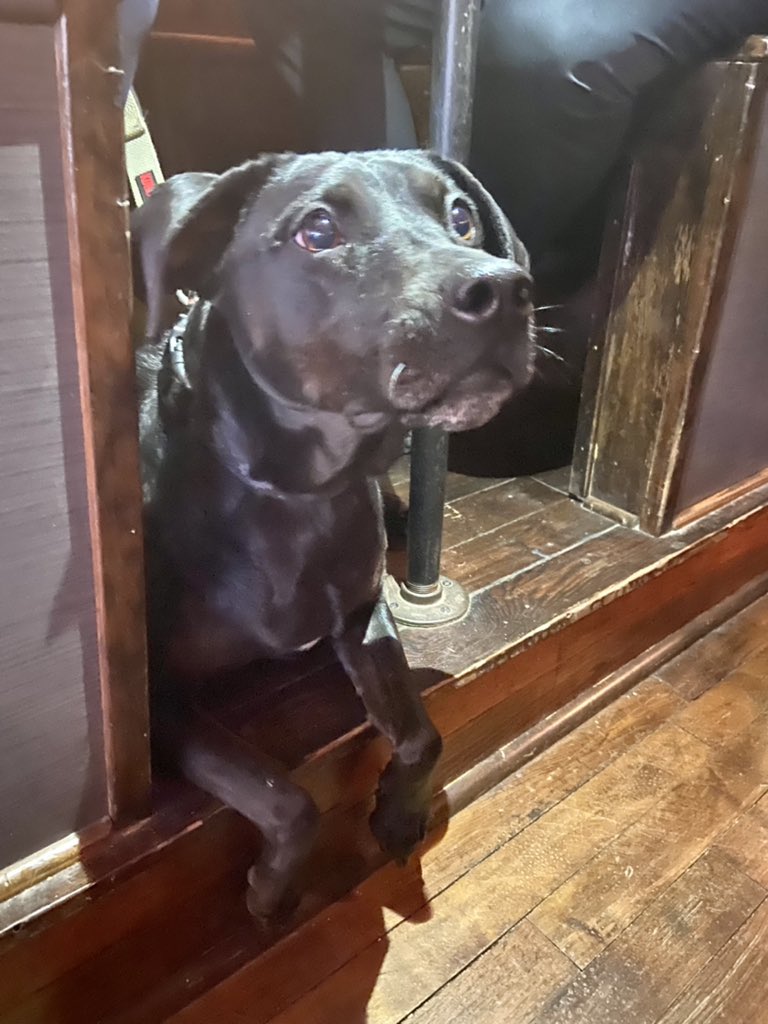 MuggsTheBoxer's tweet photo. Ren at the local pub. #DogsofOLB #DogsofTwittter #MuggsTheBoxer #DogsofOldLou https://t.co/lq4mFN0jc9