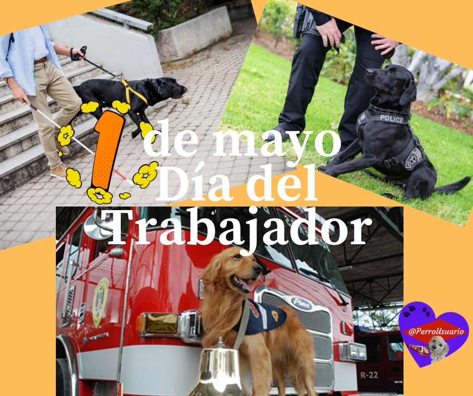 PerroUsuario's tweet photo. Honor a quien honor merece
¡Feliz Día del Trabajador! https://t.co/gl9mdPsiQd