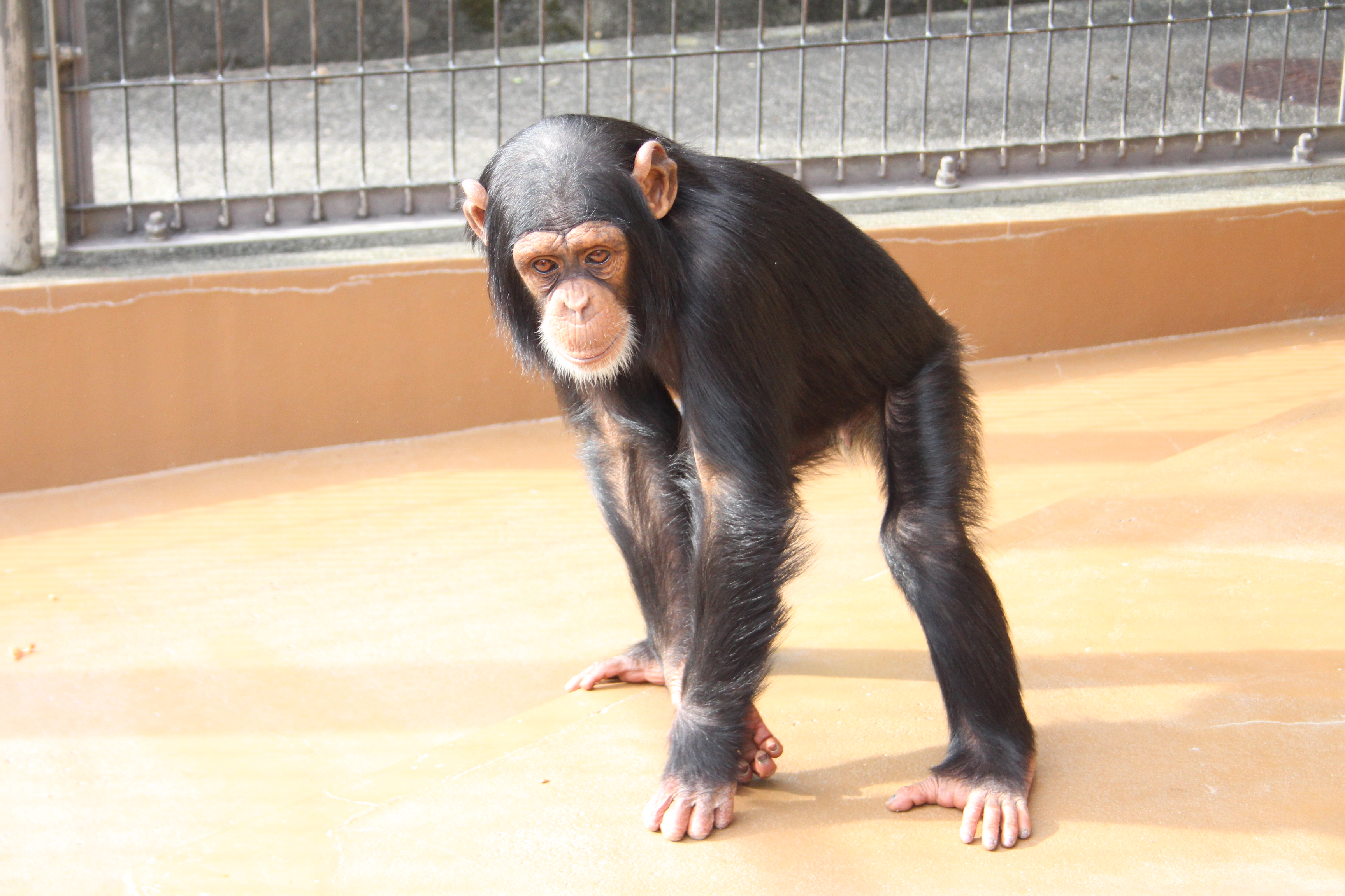静岡市立日本平動物園 on X: 静岡市立日本平動物園 on X: