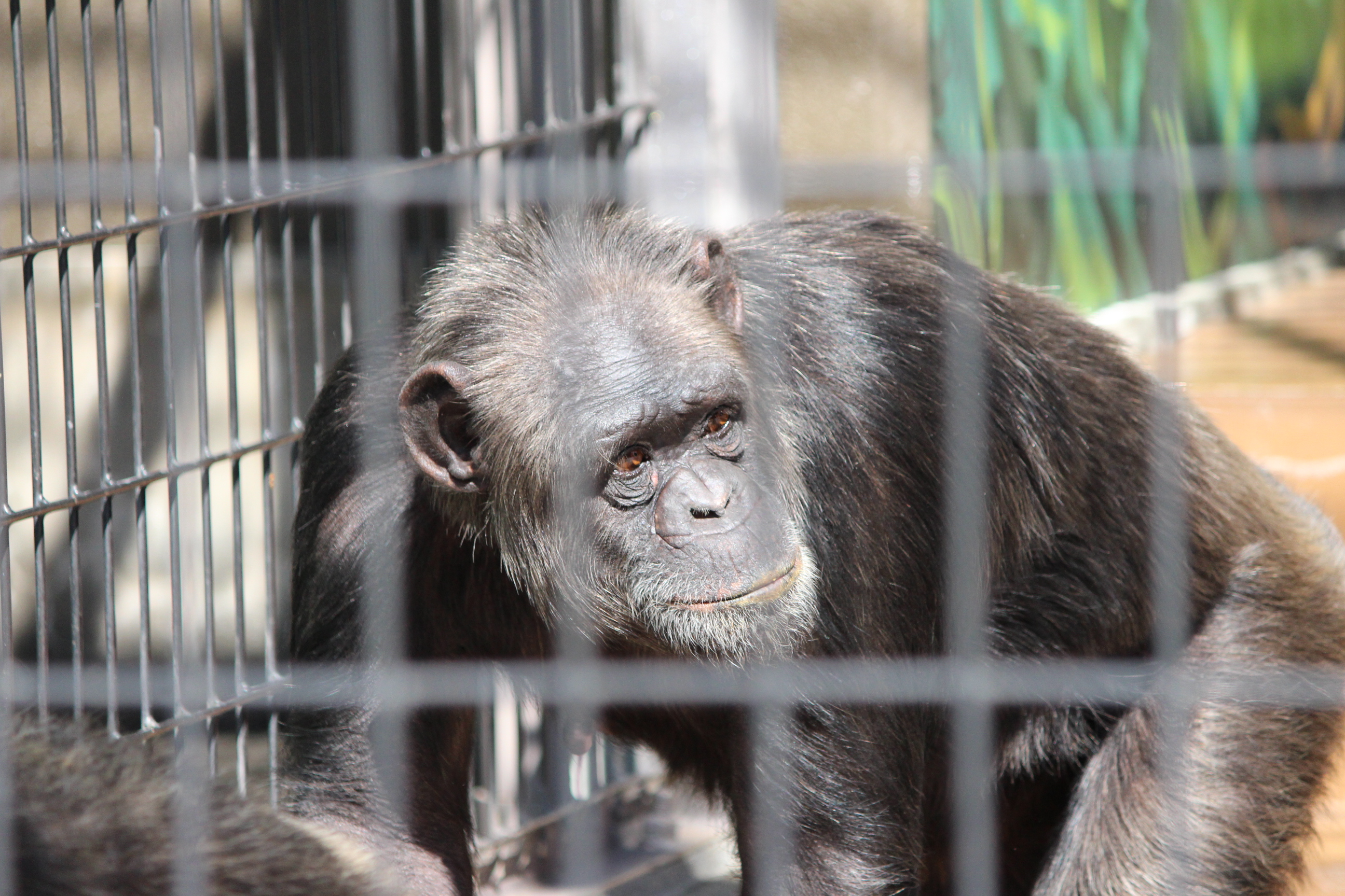 静岡市立日本平動物園 on X: 静岡市立日本平動物園 on X: