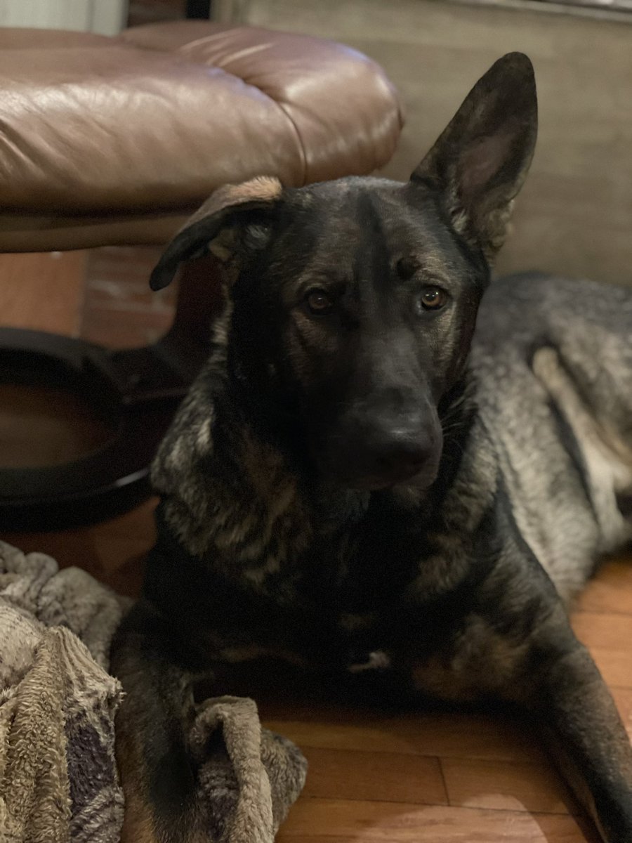 ellakop's tweet photo. Very concerned .. #GermanShepherd #angel #mymirror https://t.co/izYrwCcLGz