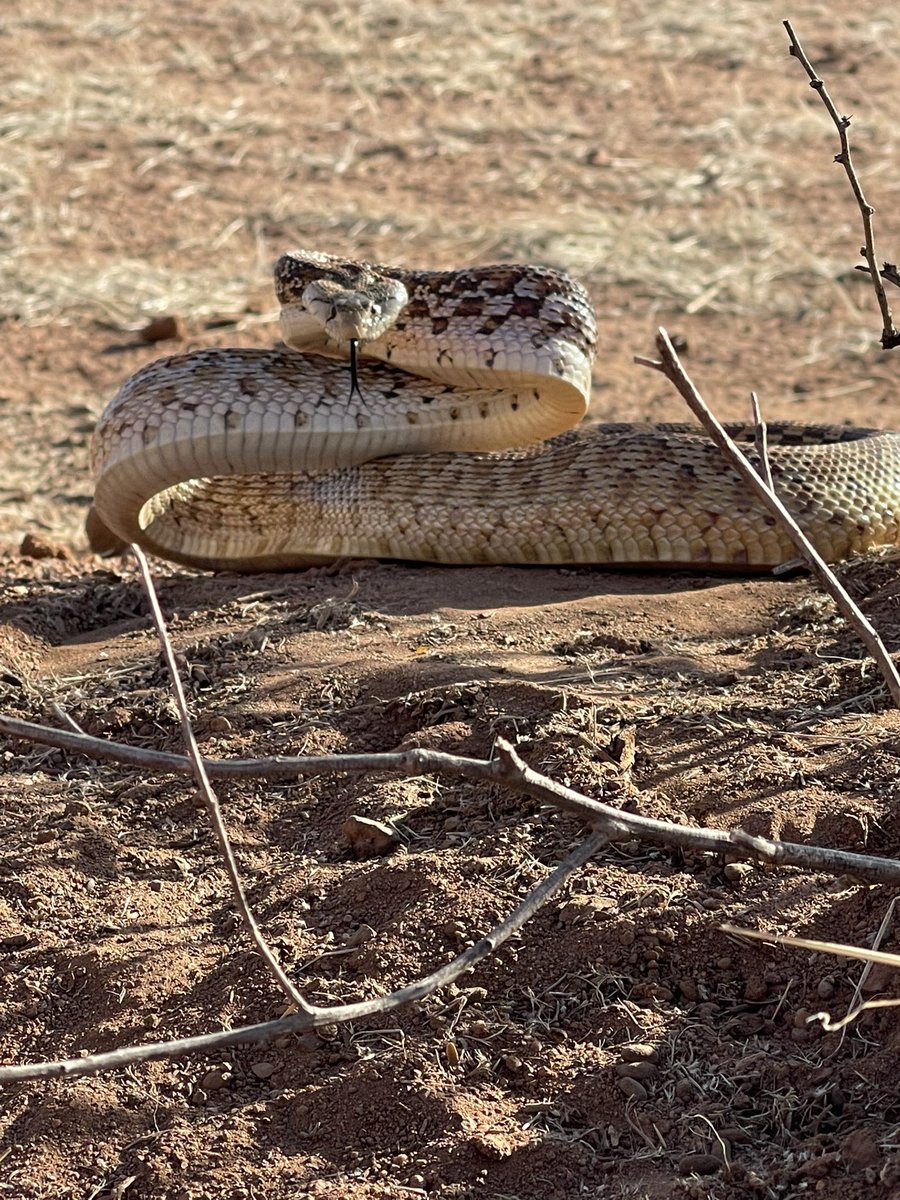 AzOffgridLiving's tweet photo. Just a few of the #snakes #rattlesnakes we have found this year. #offgrid #Rattlers #gophersnake #hognose https://t.co/aE0LlaeWzb