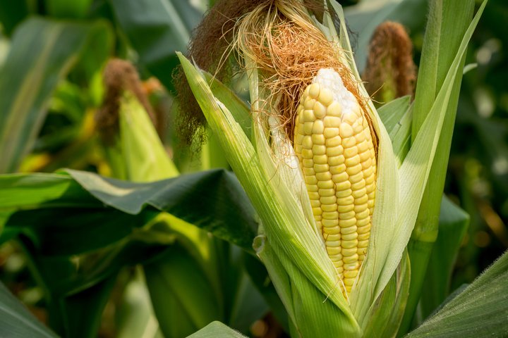 CCV434Teko's tweet photo. Los Tekos se dedican al cultivo de maíz, frijol y yuca y algunos cuántos a la apicultura. La práctica de la agricultura ha decrecido y solo cultivan pequeñas parcelas de hortalizas.
#ActividadesProductivas 
#CulturaTeko
DVRC https://t.co/TMV4mRcrRu