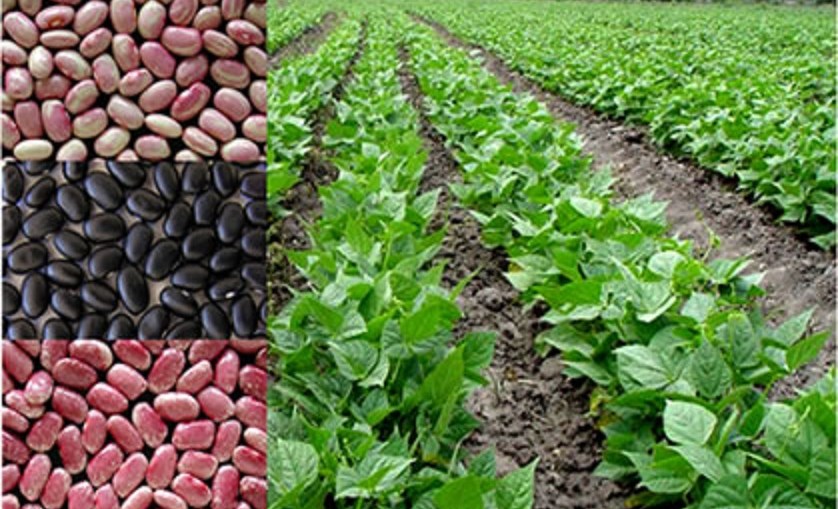 CCV434Teko's tweet photo. Los Tekos se dedican al cultivo de maíz, frijol y yuca y algunos cuántos a la apicultura. La práctica de la agricultura ha decrecido y solo cultivan pequeñas parcelas de hortalizas.
#ActividadesProductivas 
#CulturaTeko
DVRC https://t.co/TMV4mRcrRu