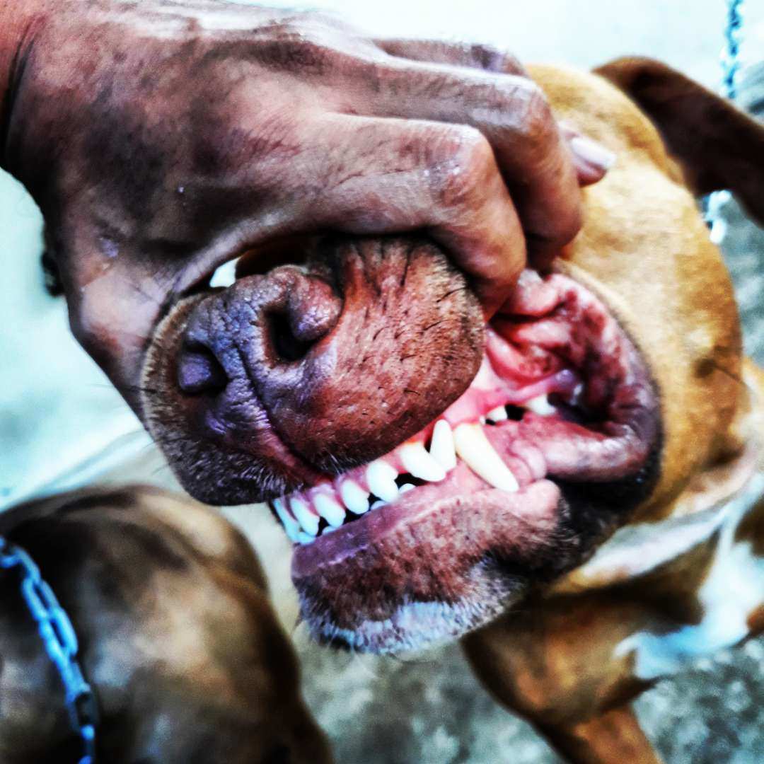 Tubtimc24's tweet photo. Good morning Pitbull my friend ☕ขวัญใจหลวงพี่ เจ้าแม็กกี้🦮
#พิทบูลนครศรี
#พิทบูล
#AmericanPitbull
#pitull
#pitbulldog
#นครศรี https://t.co/JHP2ZFB0rq