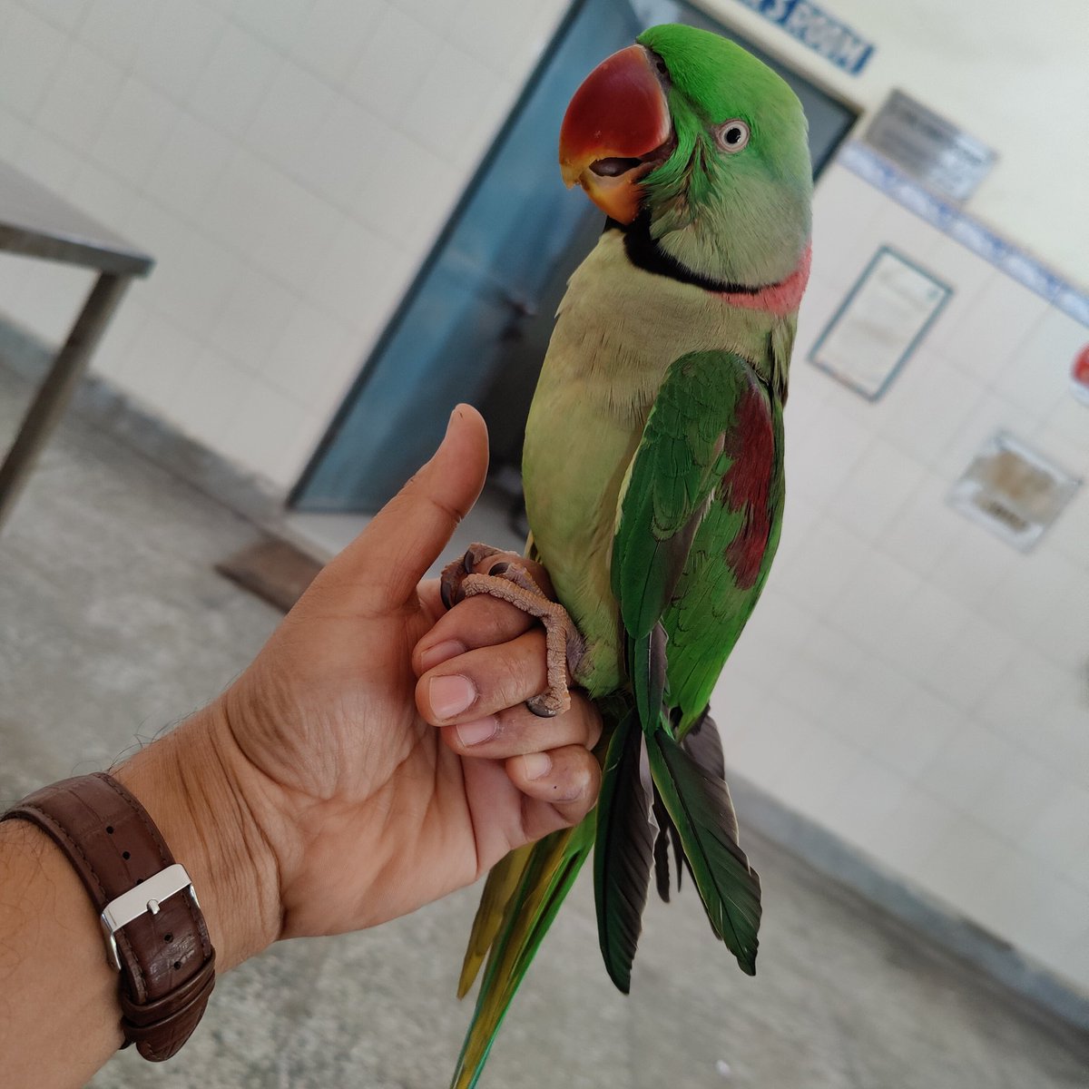 vetshakul111's tweet photo. Happy World Veterinary Day to all,  today on 30 April 2022 we will celebrate efforts from veterinarians, veterinary associations and others to strengthen veterinary resilience.
🧑‍⚕️🐶🐱🐮🦮🐴🦜
#WorldVeterinaryDay2022 
#VeterinaryResilience https://t.co/WxRESS634P