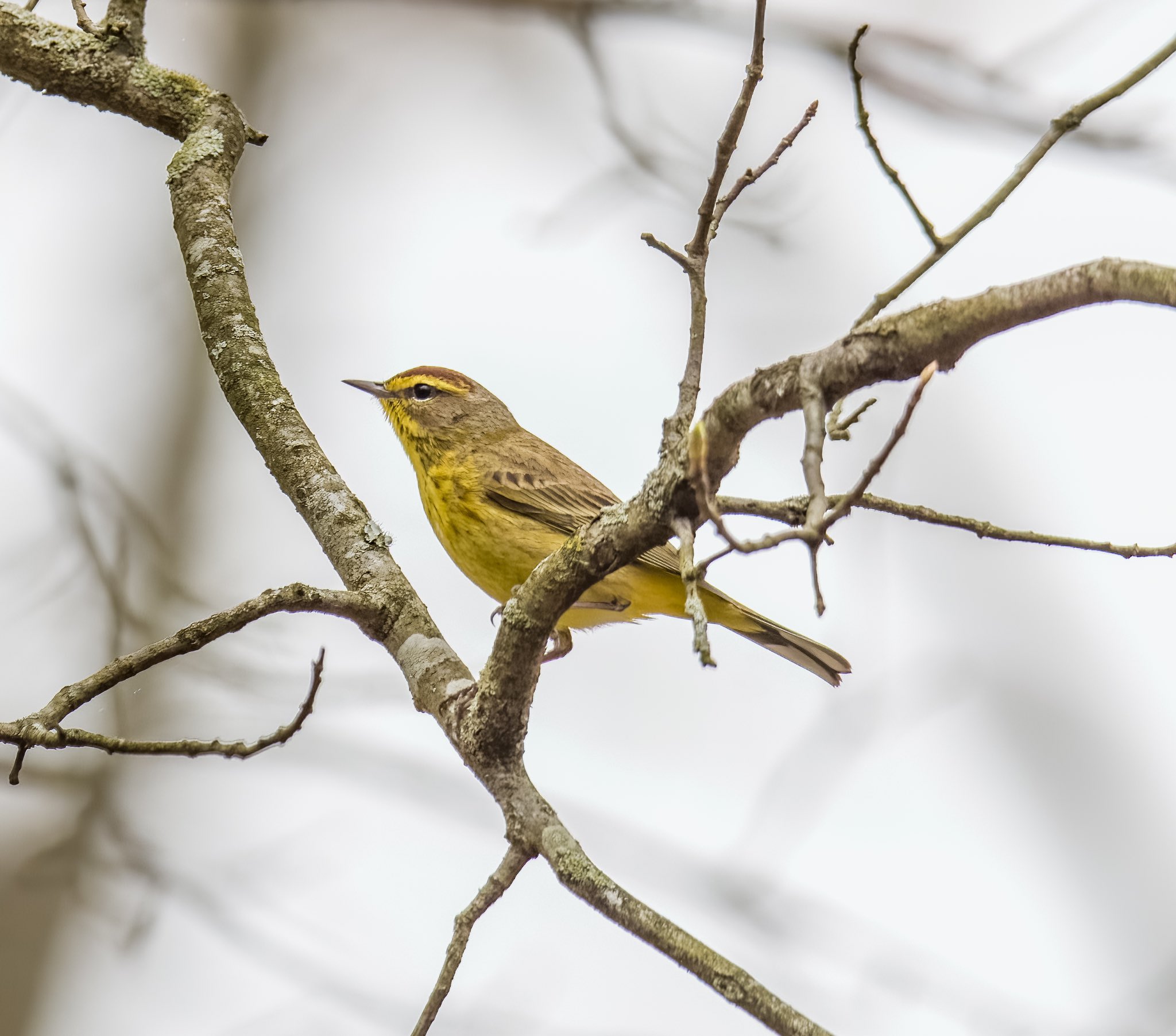 The Hoarse Whisperer on Twitter "Palm warbler 9/ https//t.co