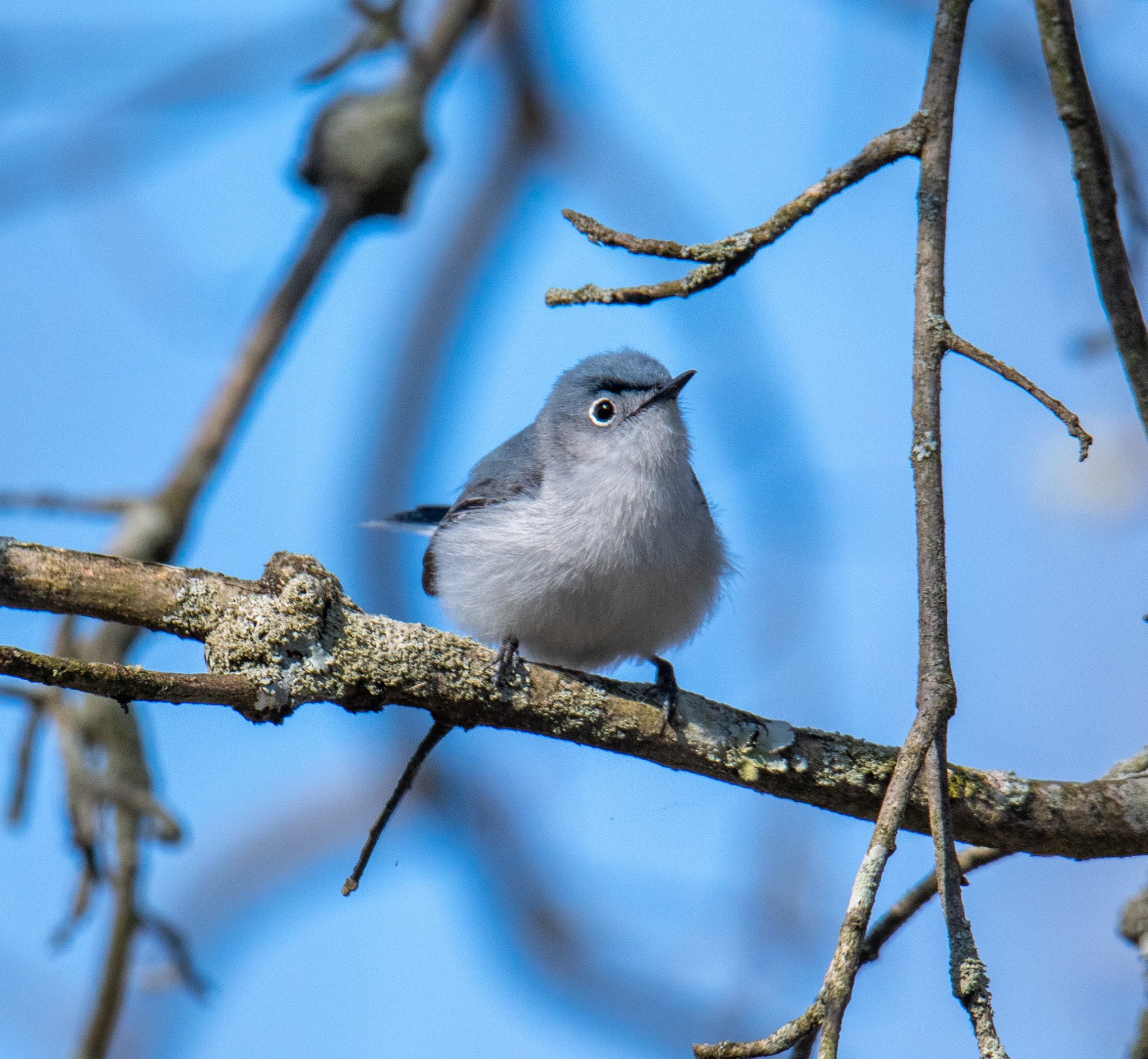 The Hoarse Whisperer on Twitter "Bluegray gnatcatcher A first for me