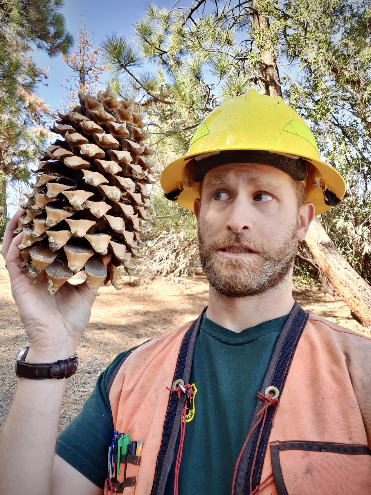 Deborah Wall) Coulter Pine Trees Themselves Are Not That