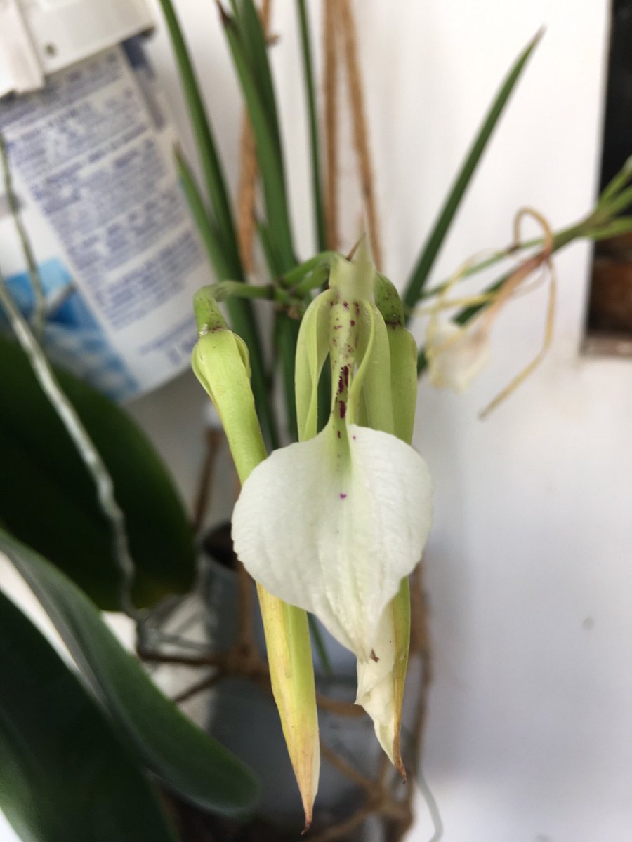 pisi_9's tweet photo. Cattleyas: Epi Rene MarquesxDimerandra, Brassavola cordata #orchids #orchid #orchidee #cattleya #Flowers #NowInBloom https://t.co/bQ3uOx0laj
