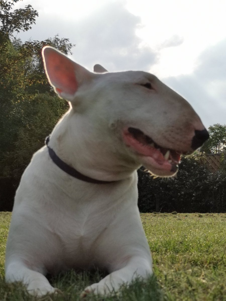 PaulMos02436367's tweet image. My Florence deciding for a sploot on our morning walk 10 mins she was before she decided to move on 😂 😂
