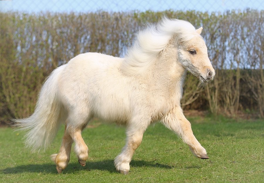 I like to think Mephisto is obvs over 6ft and all the horses in devildom are massive Clydesdale varieties. Now I'd like to introduce him to this little pony called Marshmallow