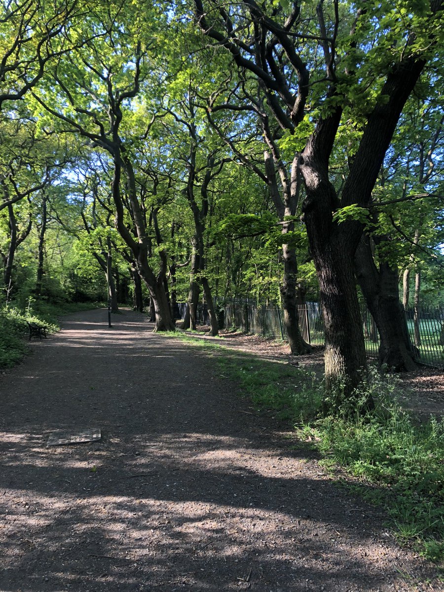 Early morning 4.5 mile run. Stunning light in Sydenham woods #dulwichpark #sydenhamwoods