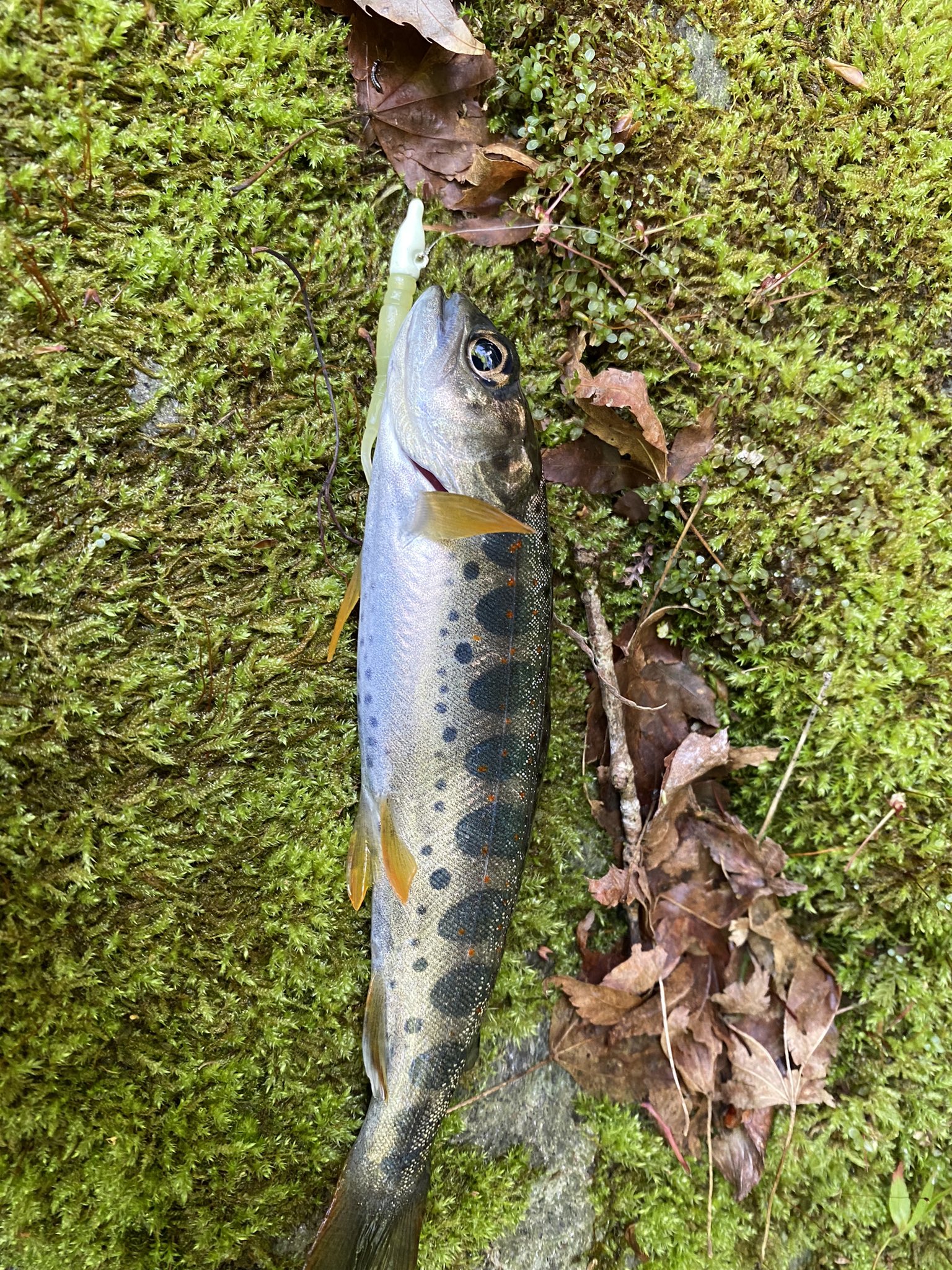 四国の釣り人 Shikokuturibito Twitter