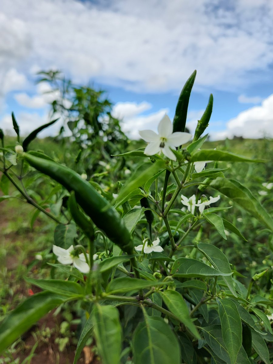 muthee_j's tweet photo. Farm ventures
#demonchilli https://t.co/tOj5CBj4da