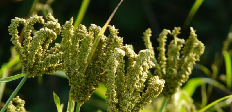 MrsYNV's tweet photo. @rons1212 May be their seed pods or spikes appear like Fingers, so called as #fingermillets😊 #ragi https://t.co/Aiax37qL38