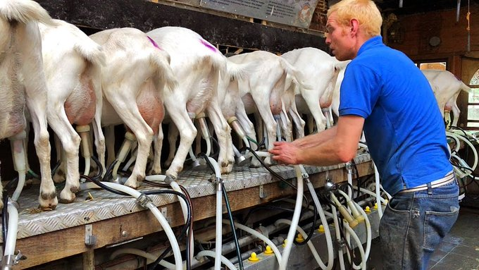 If you are interested in dairy #goat farming for milk production, like and retweet!